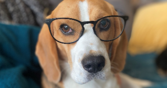 isabelle pet sitter à CROUY EN THELLE 60530_3