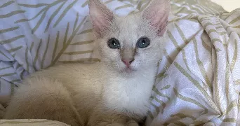 maeva pet sitter à MIRAMAS 13140
