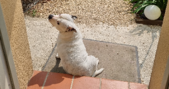 stephane pet sitter à SALON DE PROVENCE 13300_2