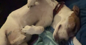 elena pet sitter à POITIERS 86000_3