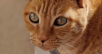 corinne pet sitter à SANARY SUR MER 83110_2