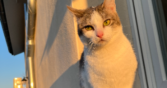 célia pet sitter à DECINES CHARPIEU 69150_2