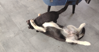 leha pet sitter à SIDEVILLE 50690_3