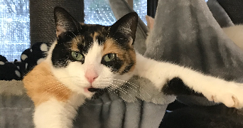 déborah pet sitter à PREE D ANJOU 53200_1