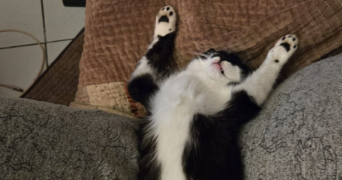 pierre pet sitter à DISSAY 86130_2