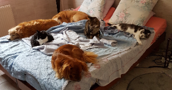 tiphaine pet sitter à FOIX 09000_3