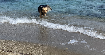 kendra pet sitter à LA SEYNE SUR MER 83500_2