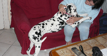 carine pet sitter à VILLENAVE D ORNON 33140_1