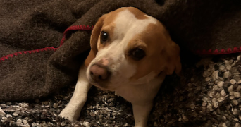 juliette pet sitter à PARIS 07 75007_6