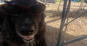 océane pet sitter à ROGNAC 13340_5