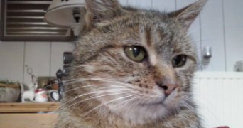 louise pet sitter à BREST 29200_5