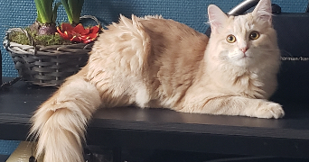 emmanuelle pet sitter à VIGNEUX SUR SEINE 91270_1