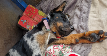 iliana pet sitter à AUCAMVILLE 82600_6