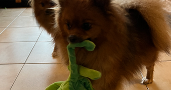 aude pet sitter à ST CYR SUR LOIRE 37540_2