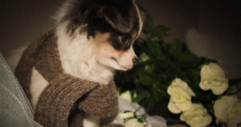 oceane pet sitter à SEVRIER 74320_4