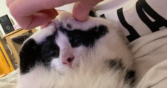 lucie pet sitter à MARSEILLE 02 13002_2