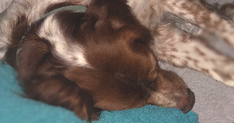 severine pet sitter à BEZIERS 34500_4
