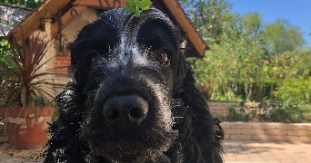 lola pet sitter à Aubiat 63260_1