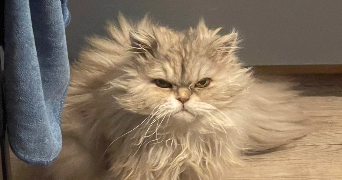 ugo pet sitter à AMIENS 80000_3