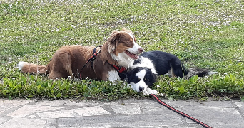 Sonja pet sitter à MASSY 91300_1