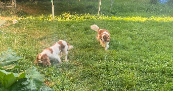 eva pet sitter à VOUTRE 53600_0