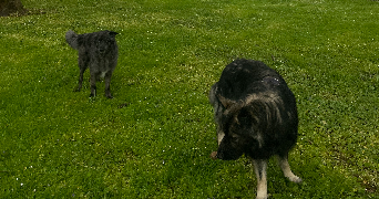 alisée pet sitter à PLOMBIERES LES DIJON 21370_3