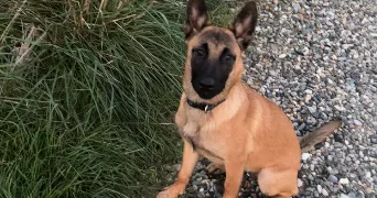 eva pet sitter à TAIN L HERMITAGE 26600