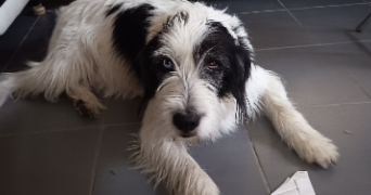 stephanie pet sitter à MAREAU AUX BOIS 45300