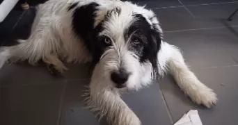 stephanie pet sitter à MAREAU AUX BOIS 45300