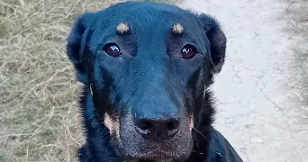 sandrine pet sitter à ST ORENS DE GAMEVILLE 31650