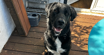 salomé pet sitter à Lille 59000_8