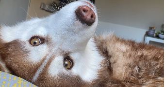 pauline pet sitter à BORDEAUX 33000_0