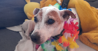 marlene pet sitter à CHERBOURG EN COTENTIN 50120_4