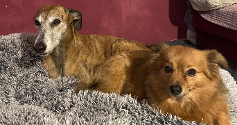 sandy pet sitter à Ceyras 34800_2