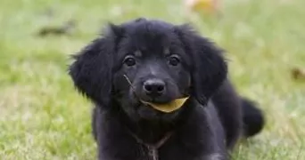 sarah pet sitter à TRIEL SUR SEINE 78510