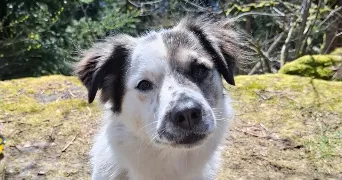 fanny dog sitter à PORCELETTE 57890