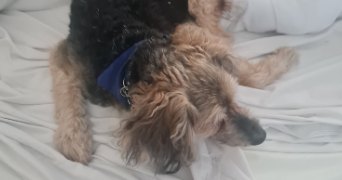 aurélie pet sitter à FONTENAY SOUS BOIS 94120_1