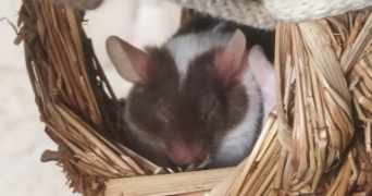 suzanne pet sitter à THIAIS 94320_3