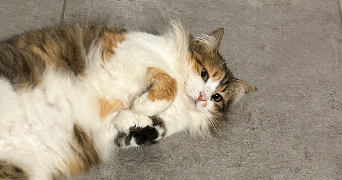 melinda pet sitter à CALVISSON 30420_0