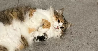 melinda pet sitter à CALVISSON 30420
