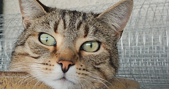 pascale pet sitter à PARAY LE MONIAL 71600_1