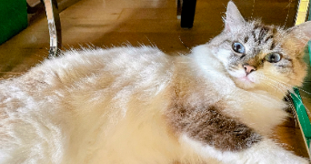 aurelien pet sitter à SAINGHIN EN MELANTOIS 59262_4
