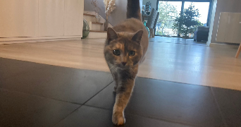 leslie pet sitter à POUSSAN 34560_0