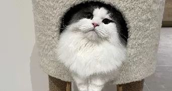 hind pet sitter à CRUVIERS LASCOURS 30360