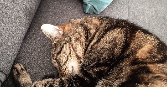 sophie pet sitter à TRAPPES 78190_8