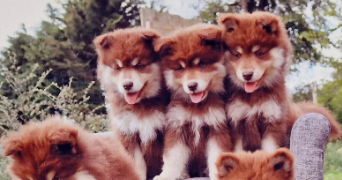 khaleesy  pet sitter à NANCY 54000_1