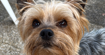 ines pet sitter à BORDEAUX 33000_1