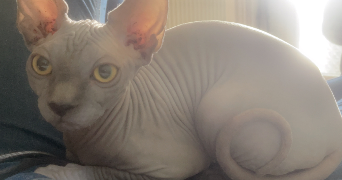 vanyl cat sitter à VITRY SUR SEINE 94400_3