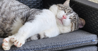 cindy pet sitter à VIGNOUX SUR BARANGEON 18500_3