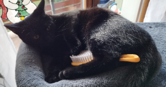 céline  pet sitter à LAMPERTHEIM 67450_1